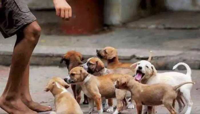 Dear DOG-HATERS, you CAN'T STOP someone from feeding dogs.